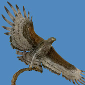 Crowned Eagle
